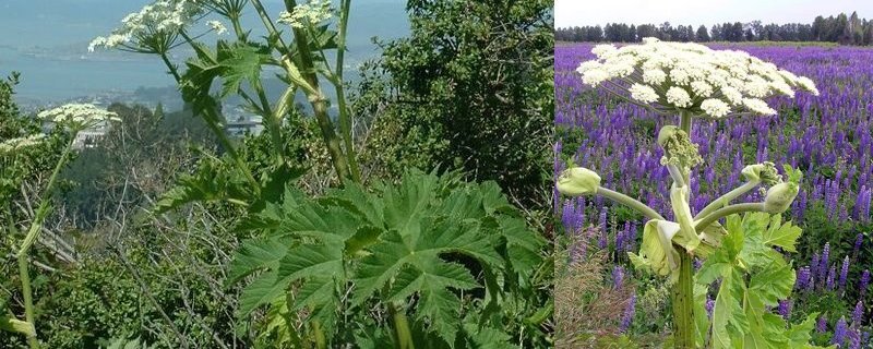 Тиха катастрофа, або квітучий окупант